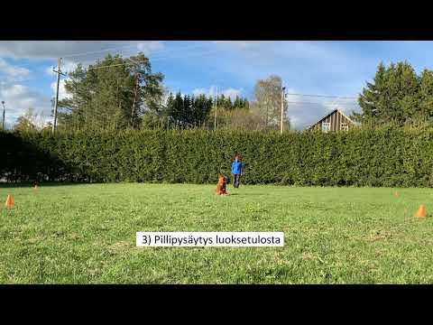 NSN Nometreeniä - Pillipysäytys