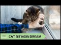 Dream About Cat Biting Me You What Your Subconscious Is Trying To Reveal About Unresolved Conflicts