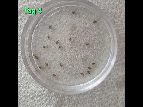 Störwels,  Goldbartwels, Sturisoma Aureum, Sturisomatichthys Aureum, Gelege, Nachwuchs, Aufzucht