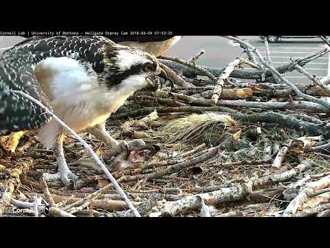 Louis Swoops Onto Nest With Fish, Lele Follows – Aug. 9, 2018