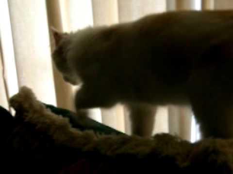 Trooper on the couch