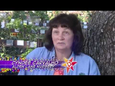 Quilting In The Garden -Alden Lane