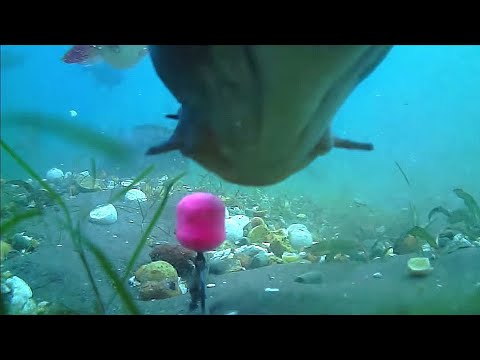 Karpfenangeln VTB 66 - Unterwasseraufnahmen mit dem Waterwolf 1.1 im Baggersee