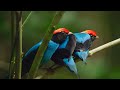 Manakin Birds Have ALL Best Dance Moves Seven Worlds One Planet BBC Earth