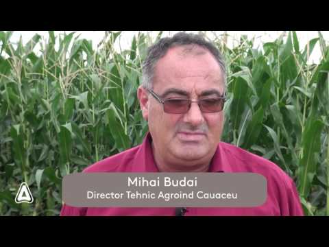 Cultura porumbului la Agroind Cauaceu