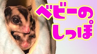 フクロモモンガのベビーをチラ見せ【sugar glider】