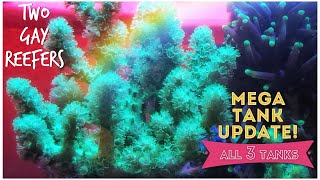 Mega Tank Update! All Three Tanks - Jar Reef, Red Sea and #Reefzilla