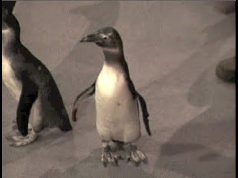 Jack Hanna Collection on Letterman, Part 4 of 11: 1993-1997