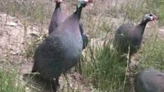 Short Clips... Male Guinea Fowl Sounds