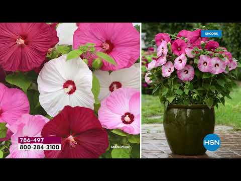 HSN | Ready, Set, Grow! Featuring Leaf & Petal Designs 03.11.2022 - 06 AM