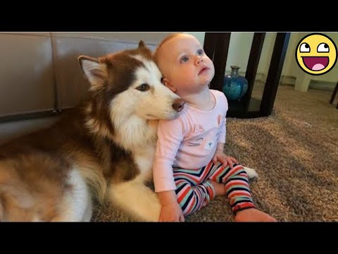 When a Dog Becomes a Baby’s Lifelong Friend ❤️🐾