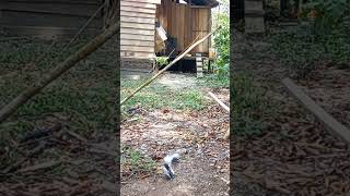 Download lagu Mikat Kacer Di Depan Rumah mp3