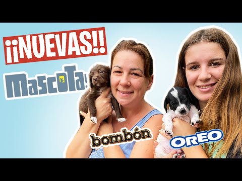 ADOPTAMOS CACHORROS BEBÉS ¡Necesitan Tú AYUDA!  Oreo & Bombón