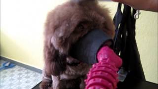 Grooming An Angry Poodle (part 2)