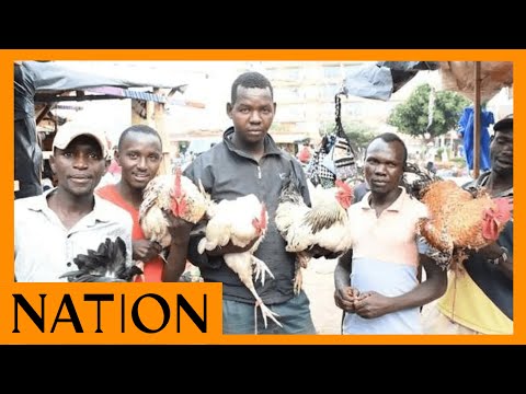 Isiolo women urged to keep poultry to end hunger