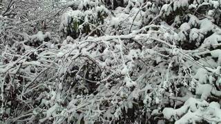 Winter Impressions : Darkseed - Winter Noon