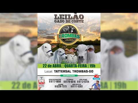 LEILÃO  GADO DE CORTE TROMBAS LEILÕES - TROMBAS GOIAS  - 22 / 04 / 2026