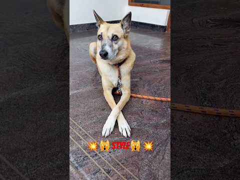 🥳🙀what a style🙀🥳 #shorts #dog#animal#funny#animallover #cutecatandpuppyworld#pets#streetdogpluto