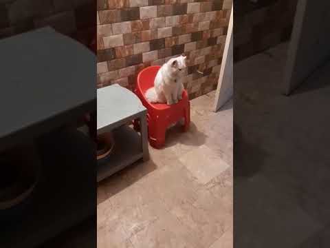 cat fights bittu vs bittal kania