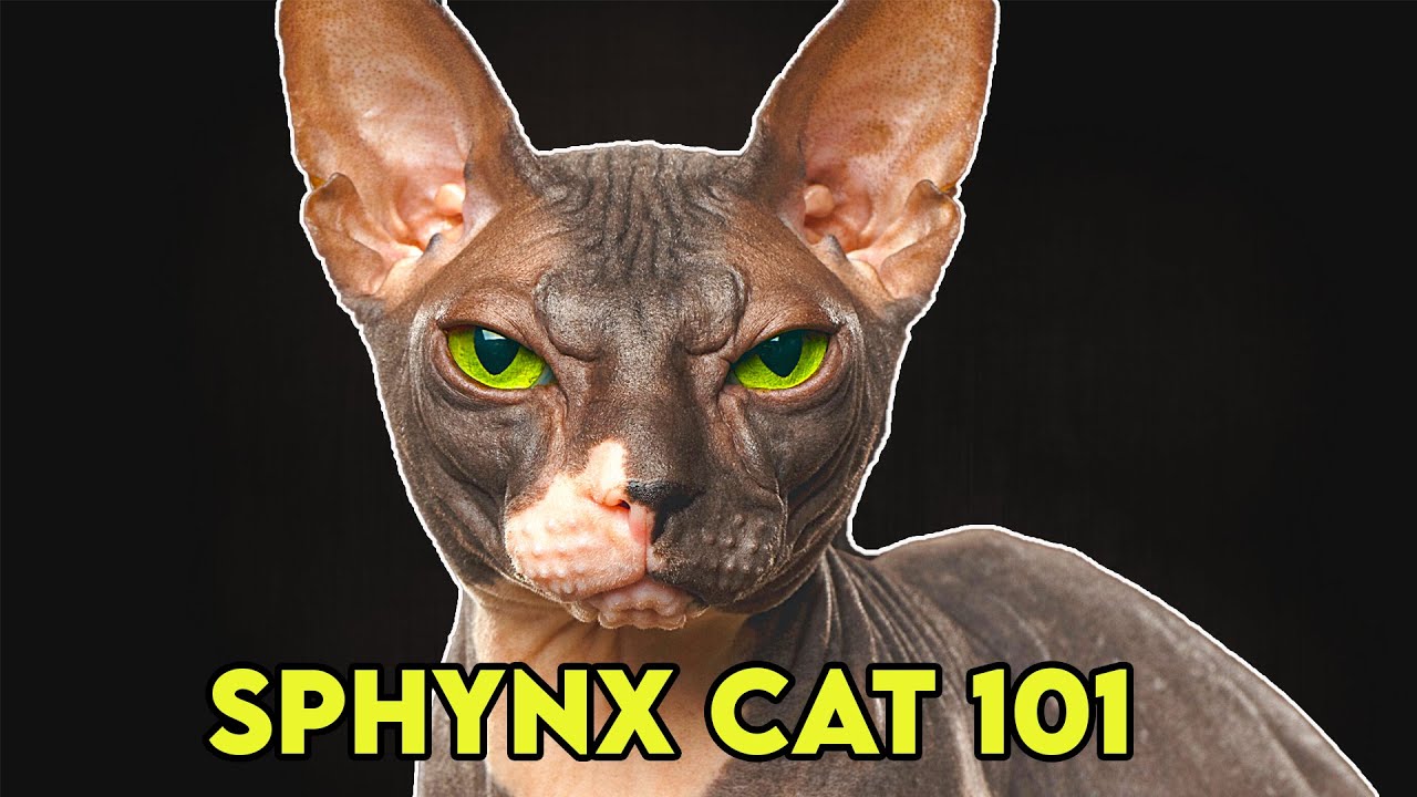 Sphynx Cat 101 - Must Watch BEFORE Getting One!