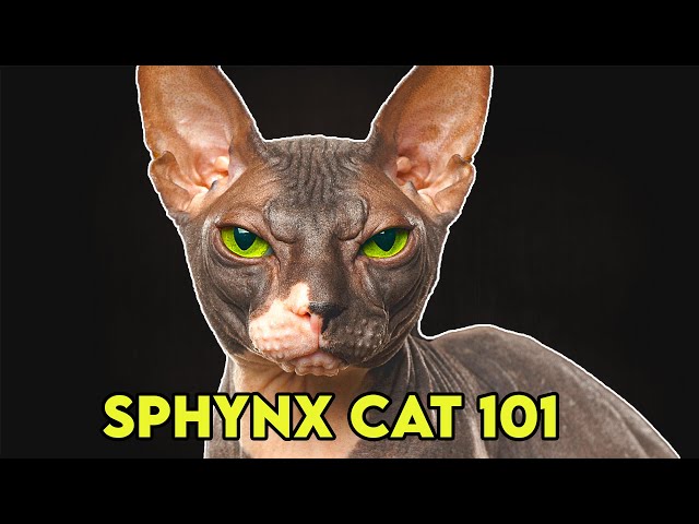 Video Pronunciation of sphynx in English