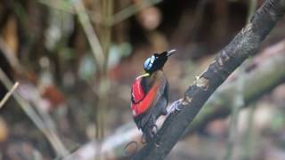 Wilson's Bird Of Paradise (c) Sujan Chatterjee