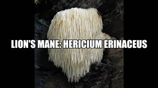 The Curious Biologist Review of Film: FANTASTIC FUNGI