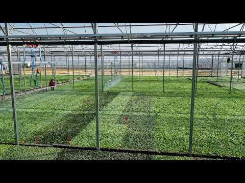 How field vegetable seedlings are produced