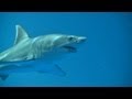 Great White Shark on Exhibit: September, 2011