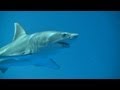 Monterey Bay Aquarium Great White Shark 2011