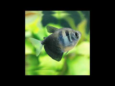 hari kvoter - azdisao