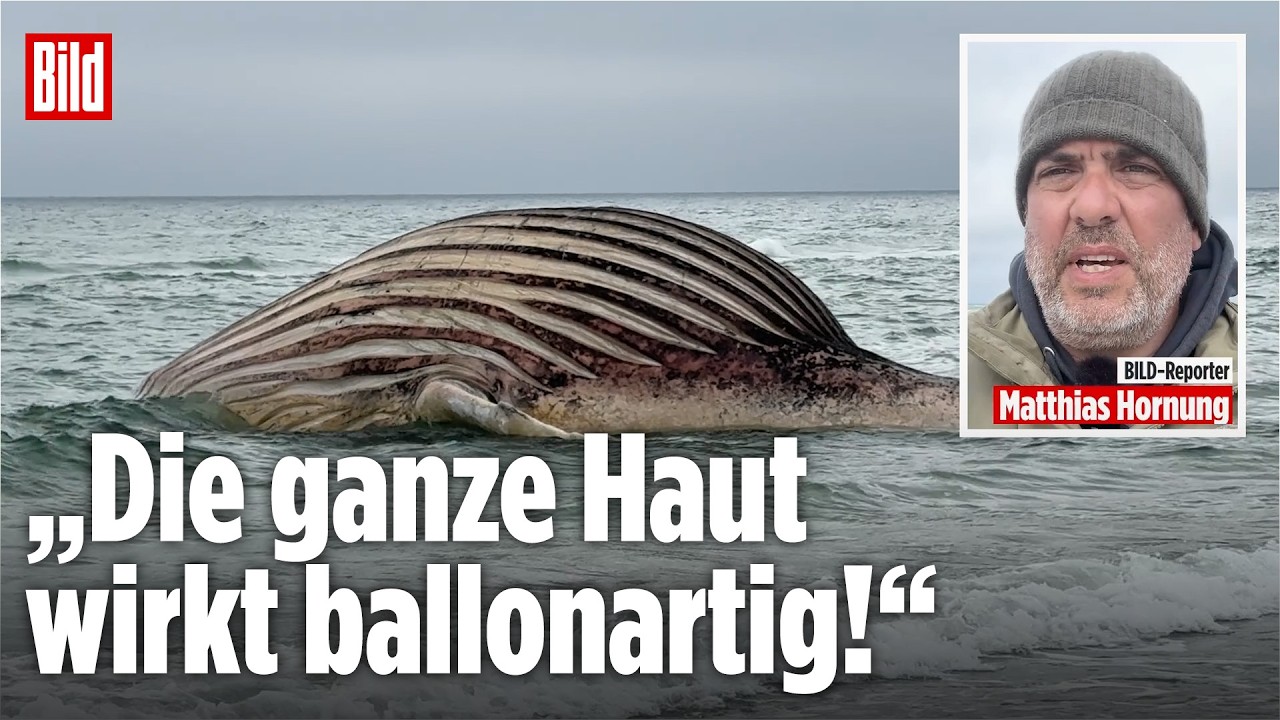 WAL TIMMY: Explosionsgefahr spitzt sich zu! DARUM konnte der Buckelwal nicht geborgen werden!
