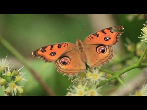 ASBB Documentary :  Internship Course on Biodiversity Conservation