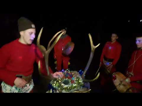 Cerbul din com Braești - Iasi 2017-2018