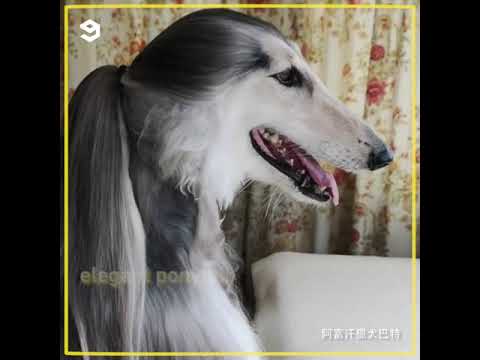 Afghan Hound has better hair styles than yours
