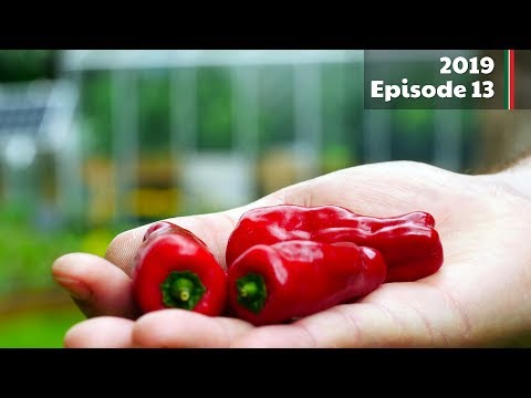 First chilli pepper harvest of the season (2019.E13 Garden Updates)