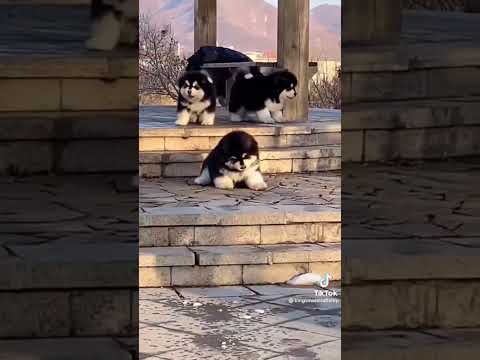 チャウチャウ 青い舌を持つ凛々しい「獅子犬」