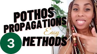 Pothos Propagation- 3 Methods To Propagate Pothos and Multiply Lowlight Houseplants in 2021