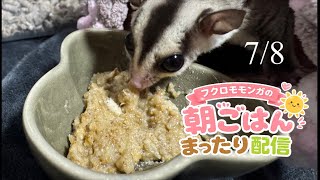 【フクロモモンガの朝ごはん】7/8まったり配信🐿政治界隈の日常に小さな癒やしをお届け中 #フクロモモンガ