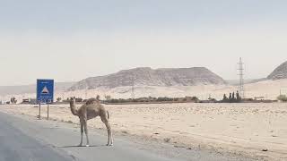 02 - Wendells Wanderings - Jordan 2022 - Amman to Wadi Rum - Road Hazard