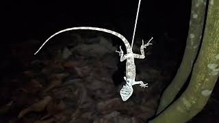 Cân cảnh con vật lạ bị treo