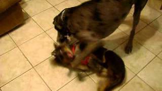 Ricochet and Vulpix...and Aaron