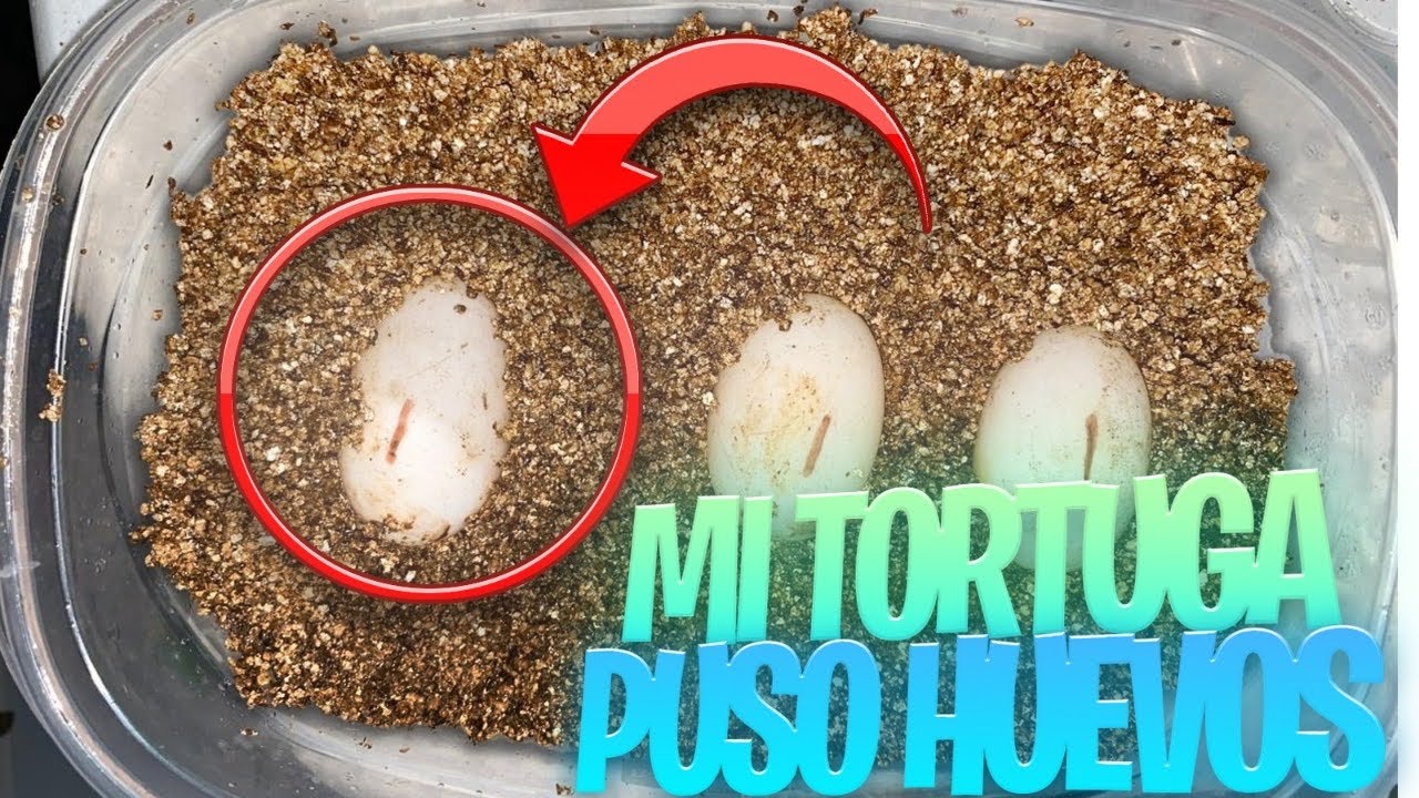 MI TORTUGA PUSO HUEVOS!!!
