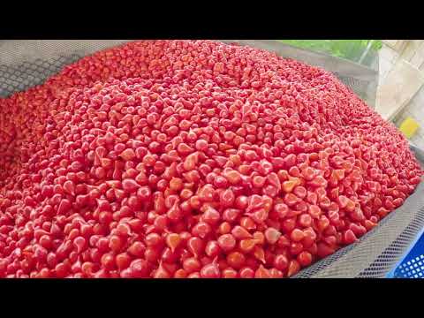 New Flavor - Kimsa q'uni (Charapita, Wiri Wiri, Rocoto)