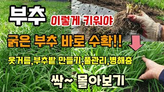 부추재배방법 이렇게 키워야 봄부터 굵은부추 바로 수확 부추영상 싹~ 몰아보기 부추웃거름.부추밭만들기.병해충.…