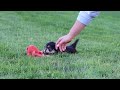 Mixed Breed dogs for sale: Autumn - Video 1