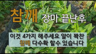 참깨 장마 끝난 후 이것 4가지 해주세요 알이 꽉 찬 참깨 다수확 할 수 있습니다. #참깨 가꾸기 #참깨 병…