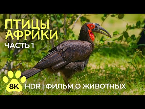 Экзотические птицы Африки - 8K HDR Документальный фильм о дикой природе - Часть 1