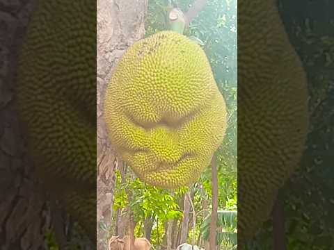 amader gacher kadhal #shortvideo #chumki sujoy #westbengal #india #westbengal