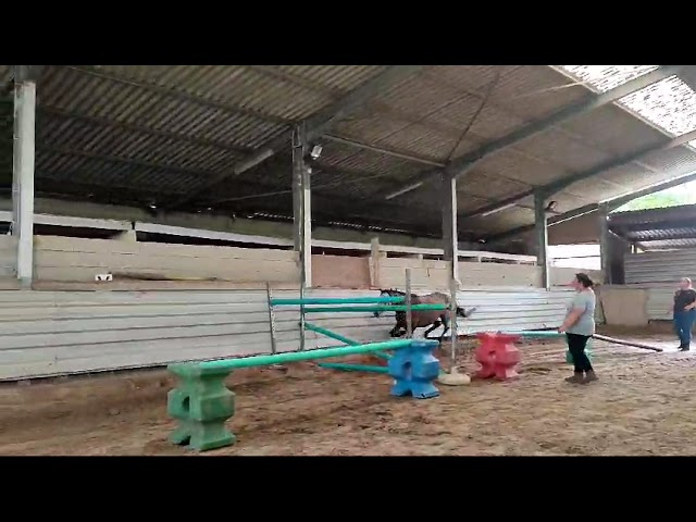 Hongre OC inscriptible new forest 